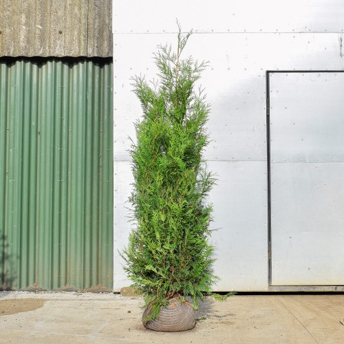 120/150cm Thuja Plicata Pot Grown Hedge Western Red Cedar - ScotPlants Direct UK